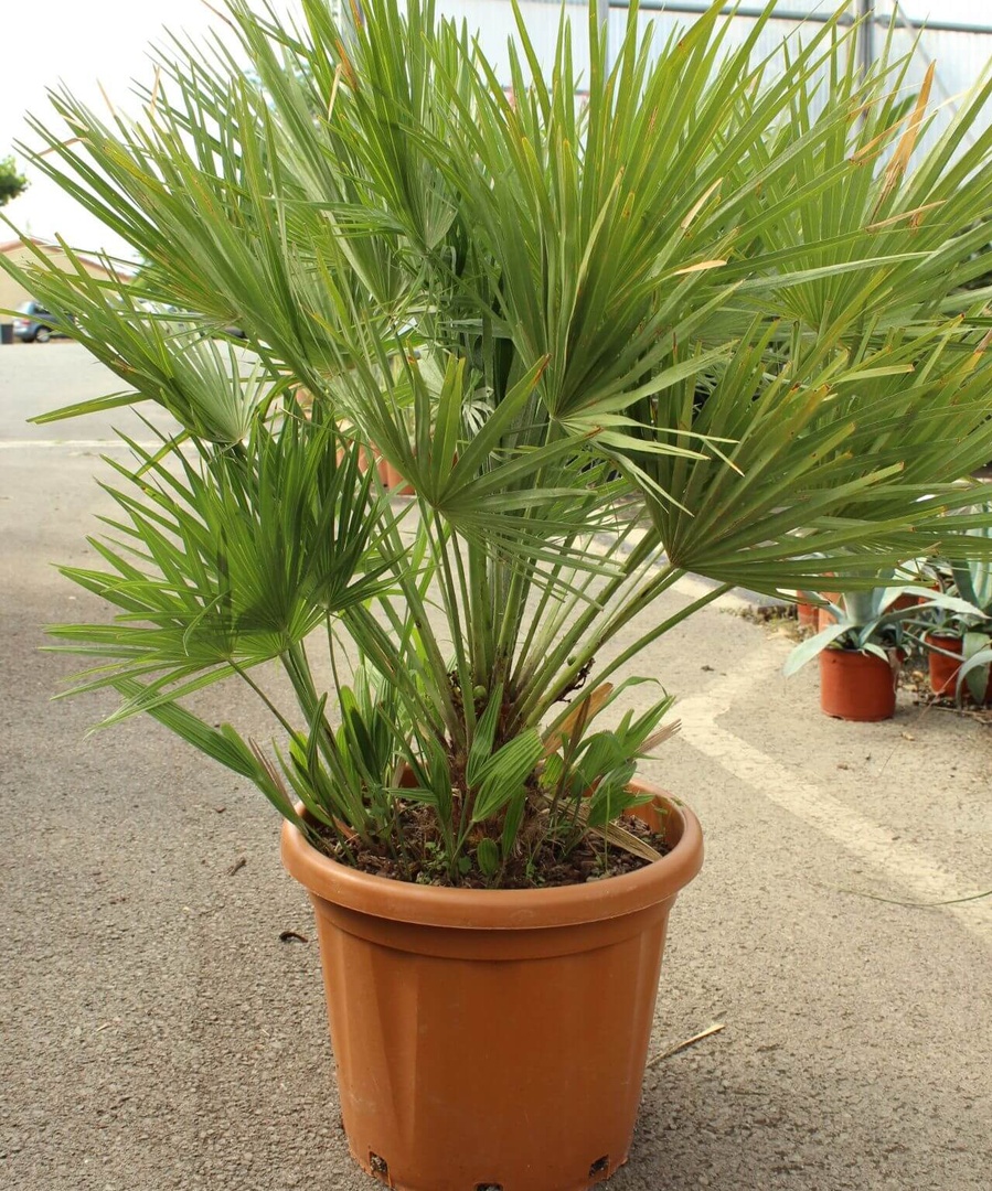 Chamaerops humilis