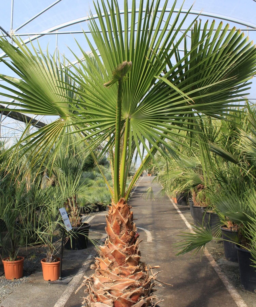 Washingtonia filifera