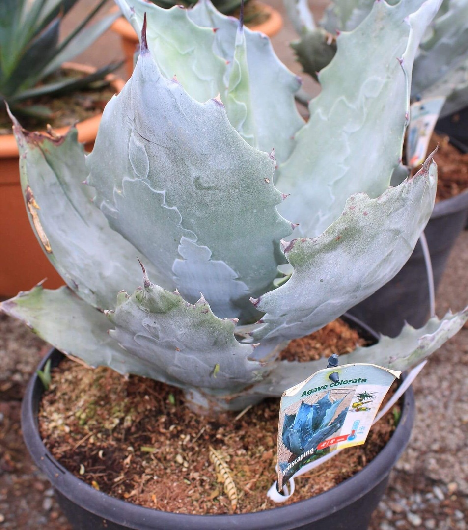 Agave colorata