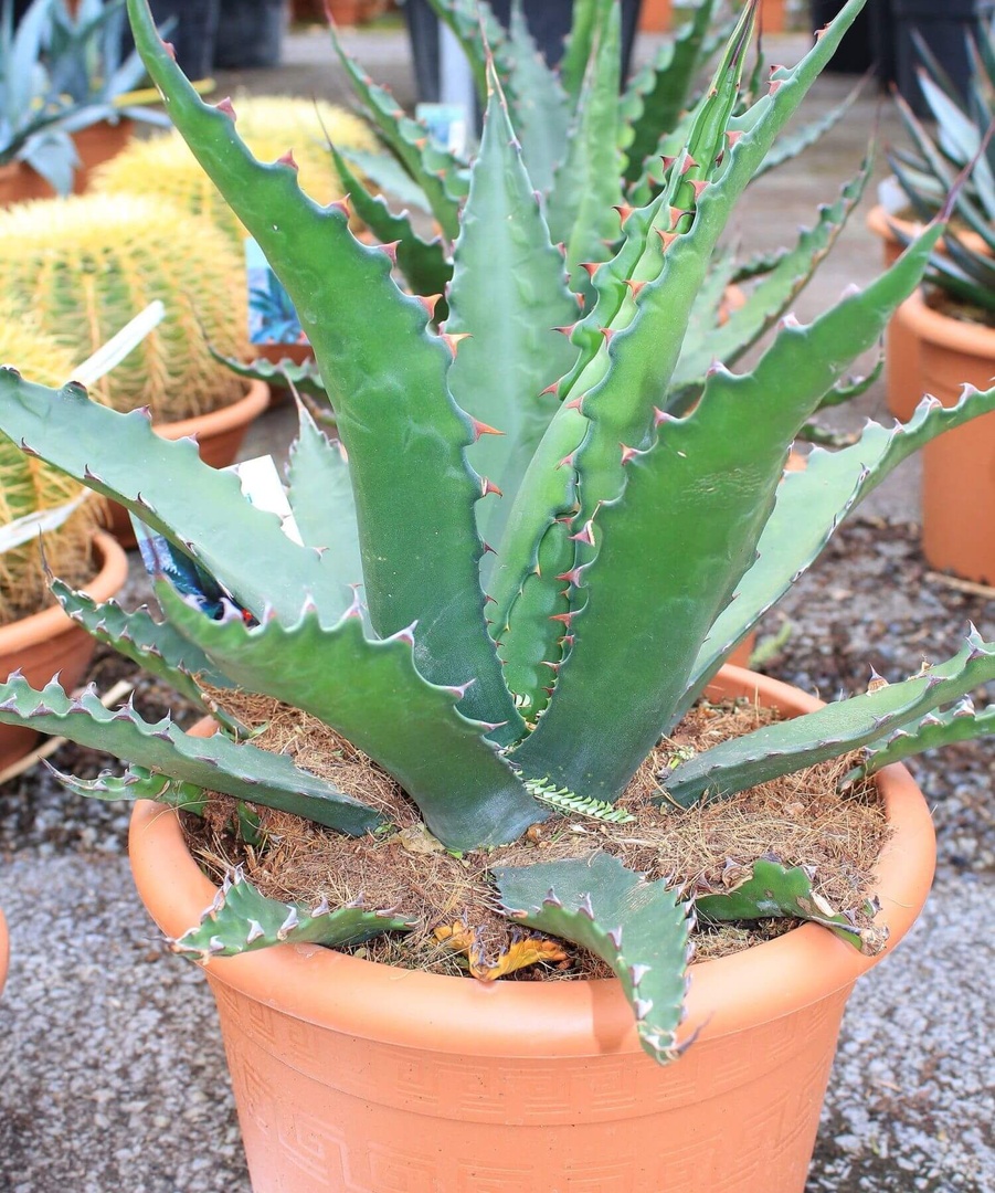 Agave gentryi jaws