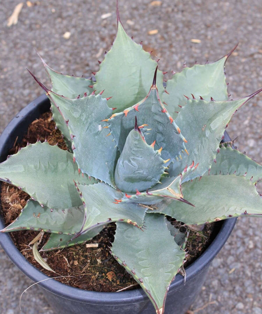 Agave havardiana