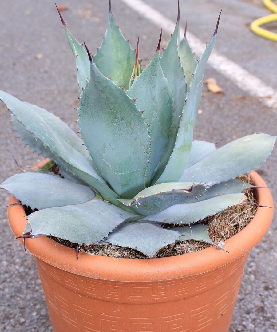 Agave ovatifolia