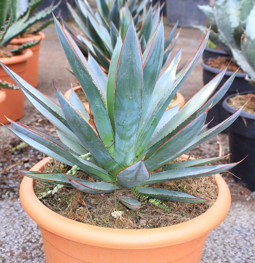 Agave red edge