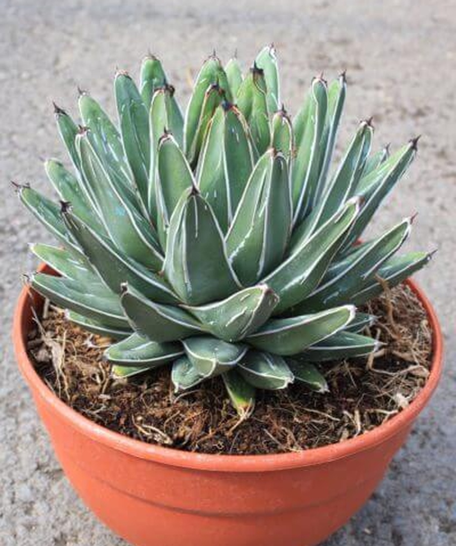 Agave victoria regina