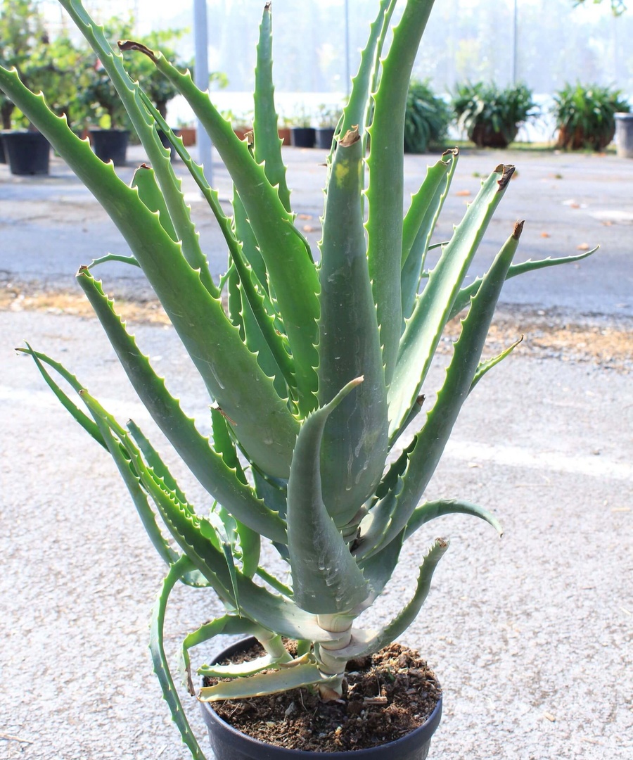 Aloe arborescens