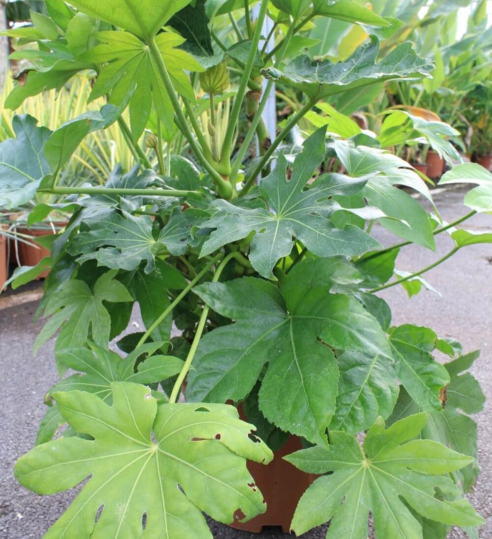 Aralia Sieboldii