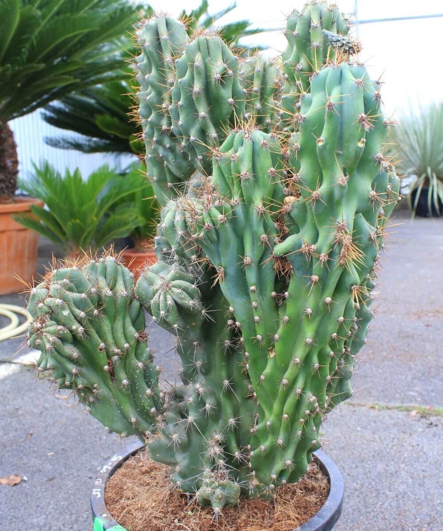 Cereus peruvianus monstruosus