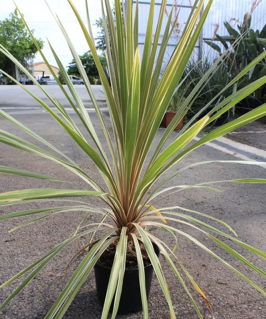 Dracaena torbay dazzler