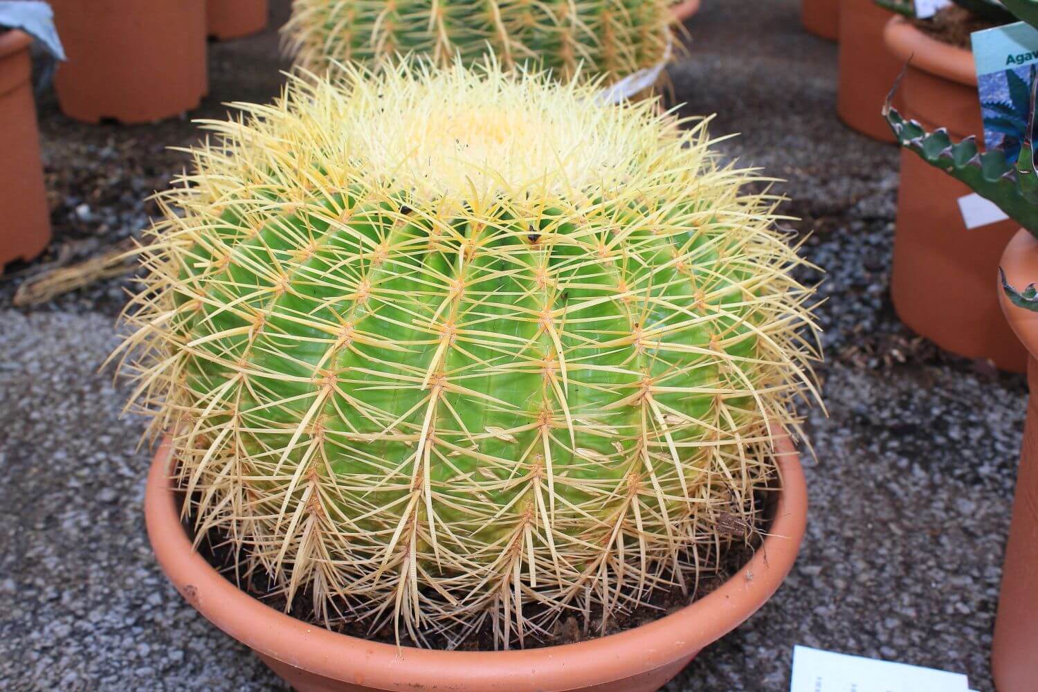 Echinocactus grusonii dia.25