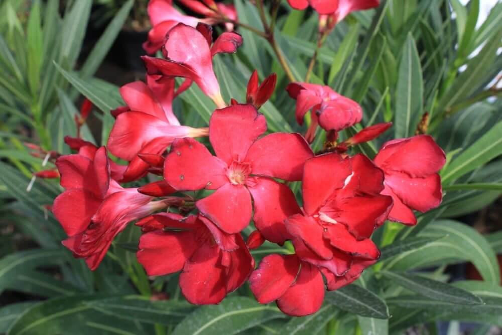 Nerium oleander