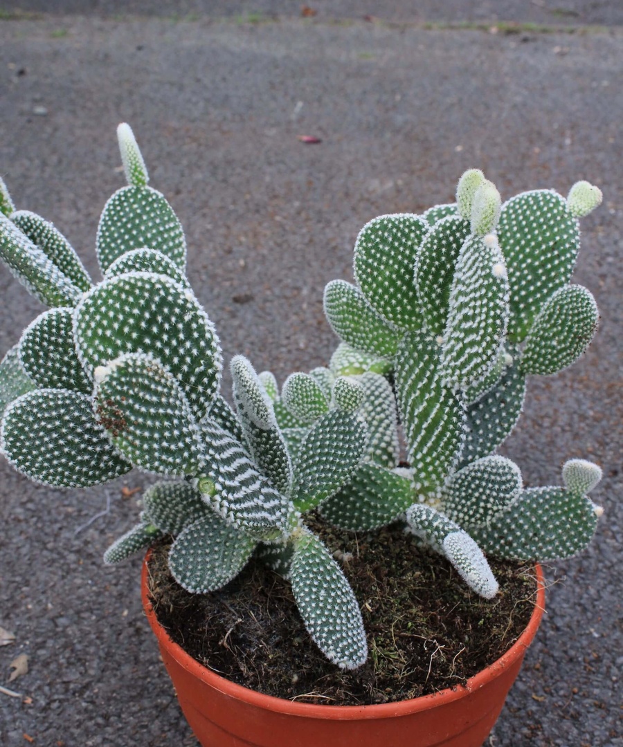 Opuntia fulgida Charlotte