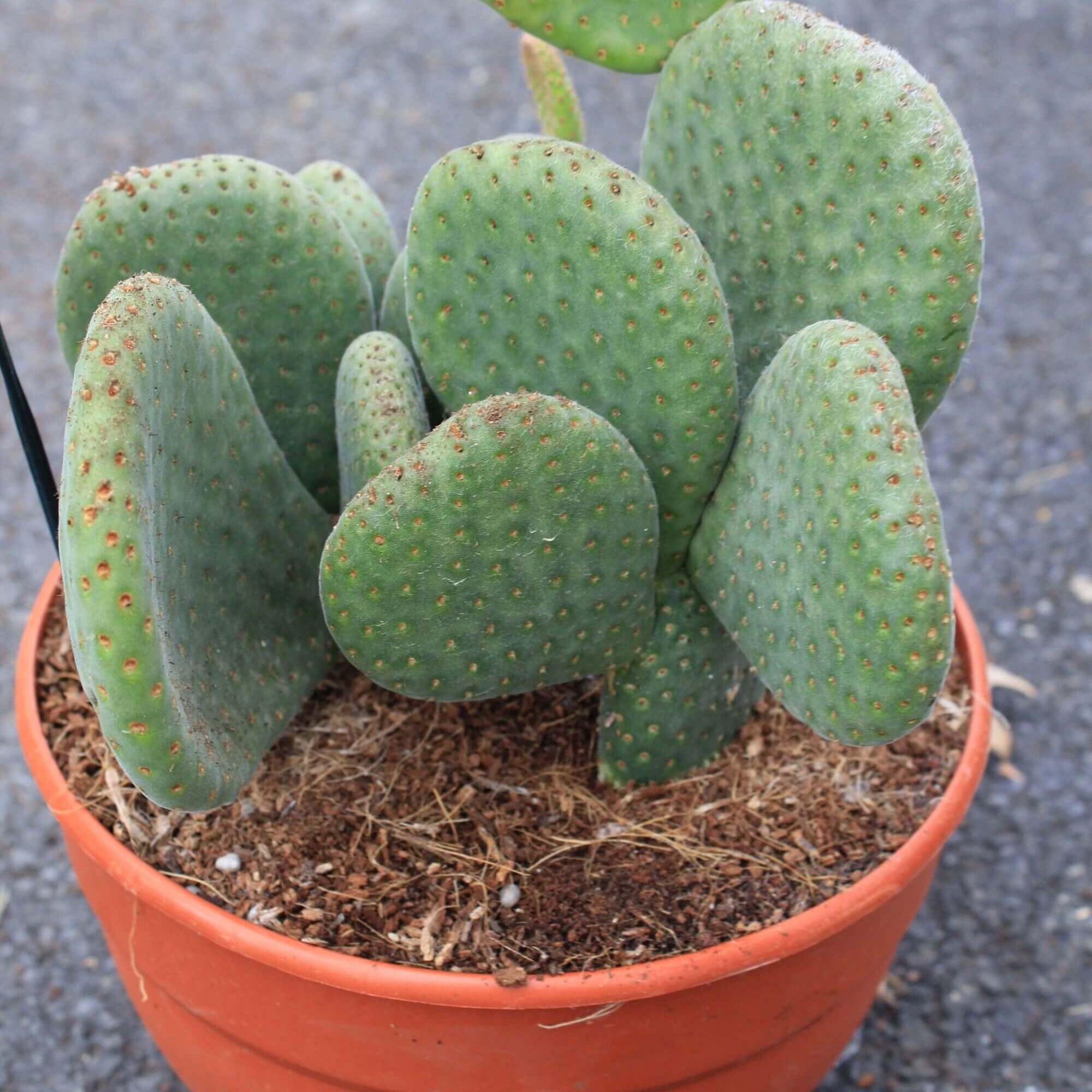 Opuntia inermis Monique