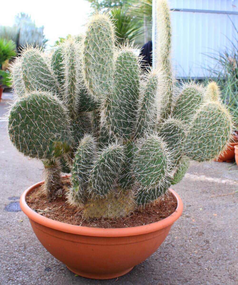 Opuntia leuchotricha