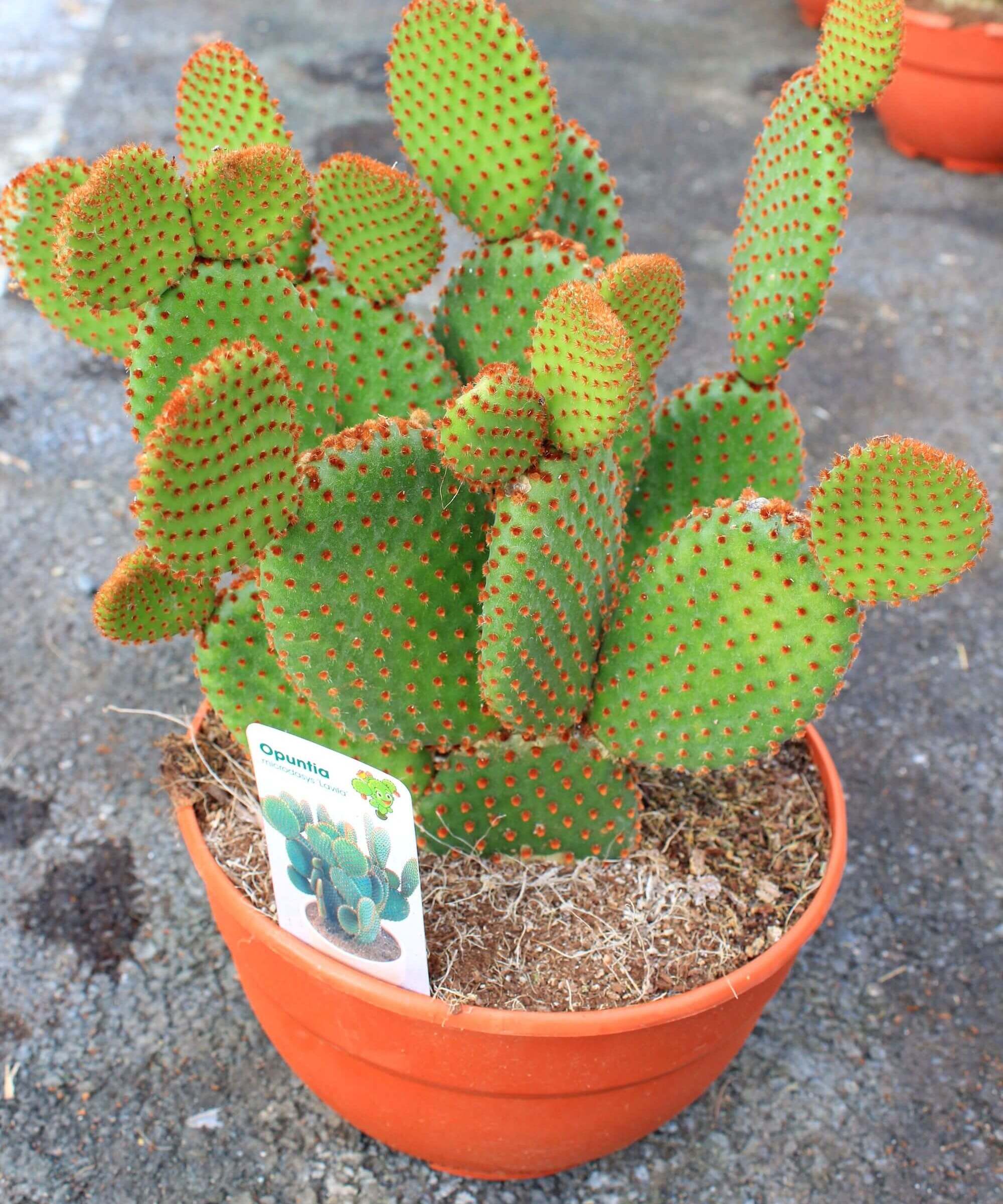 Opuntia microdasys Lavila