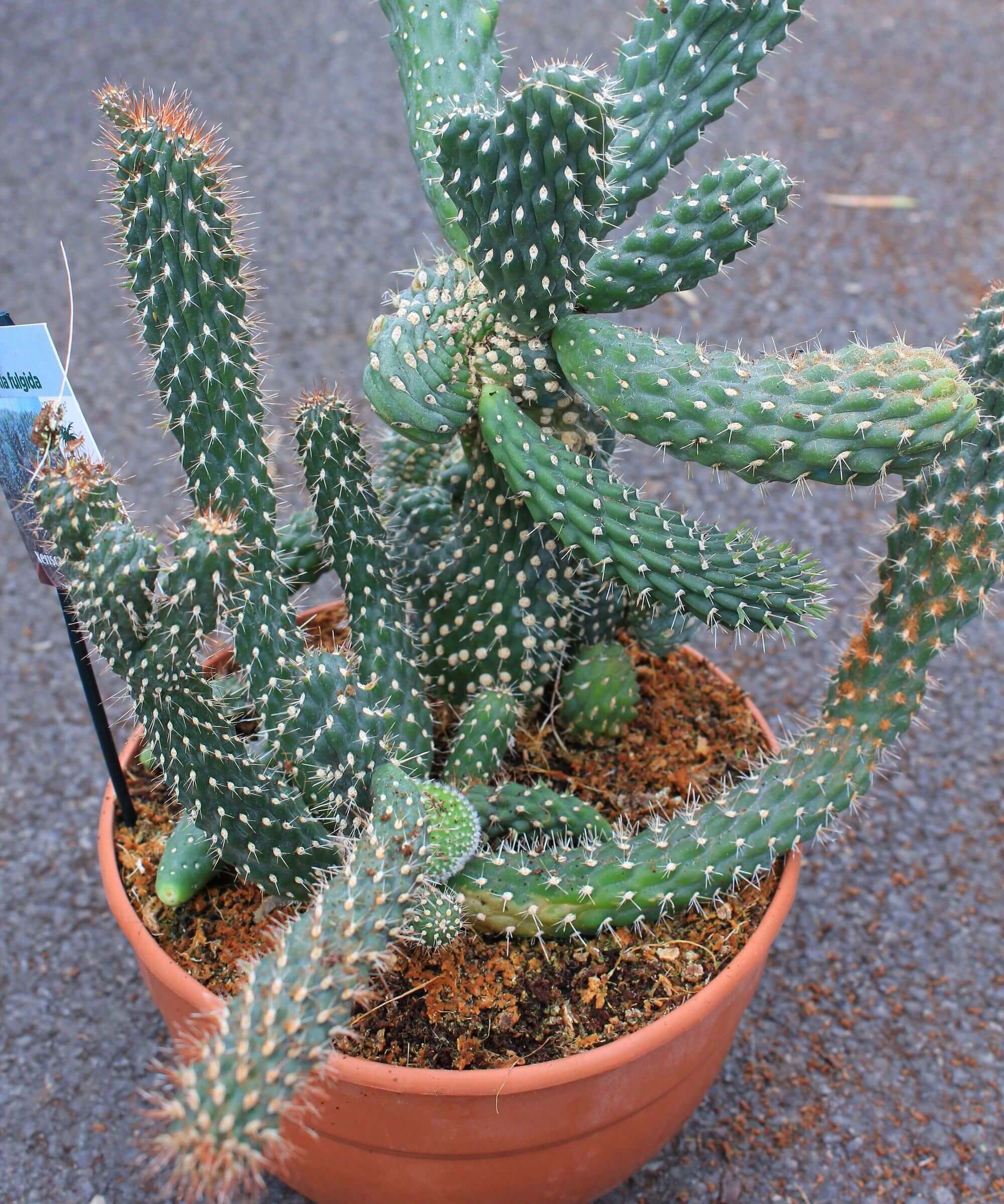 Opuntia microdasys albispina Blanca