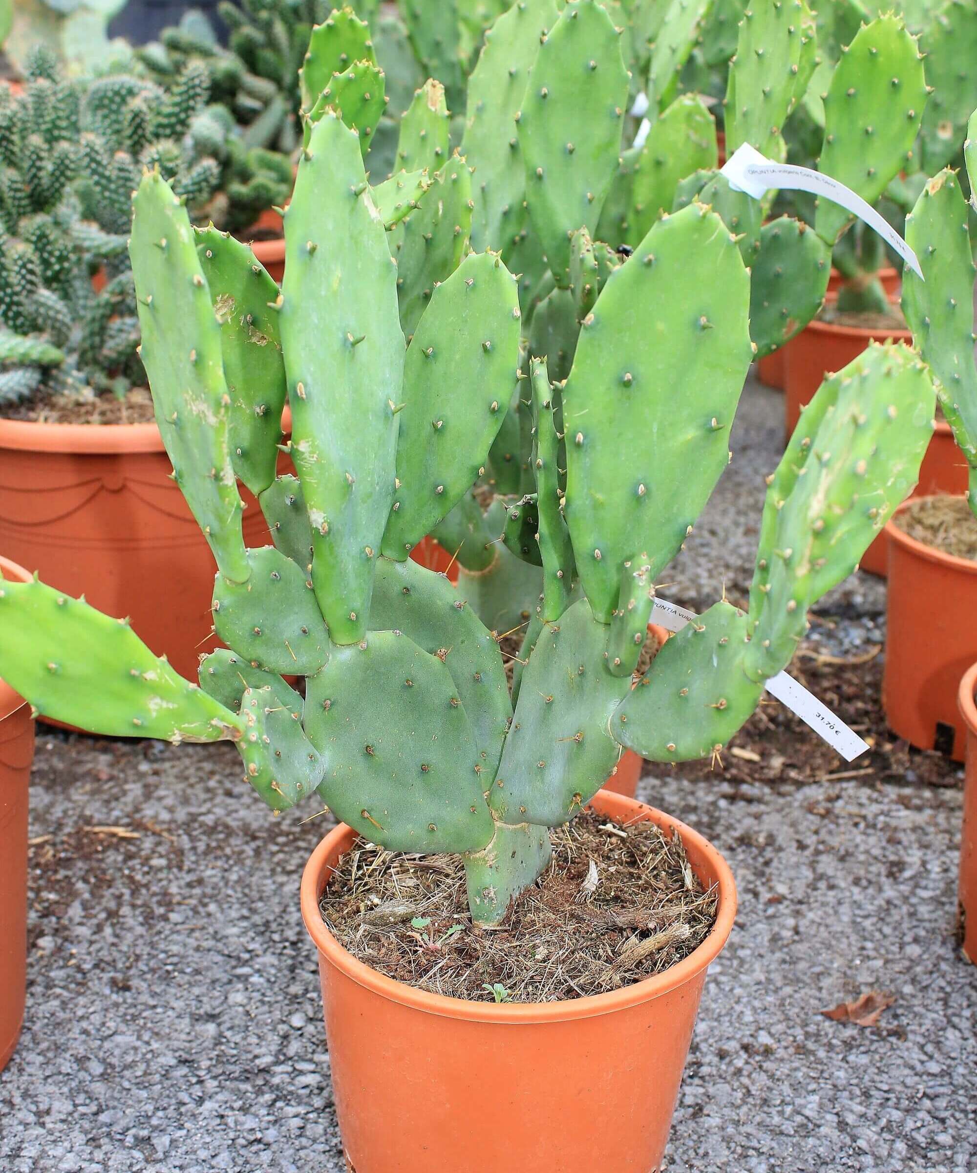 Opuntia vulgaris