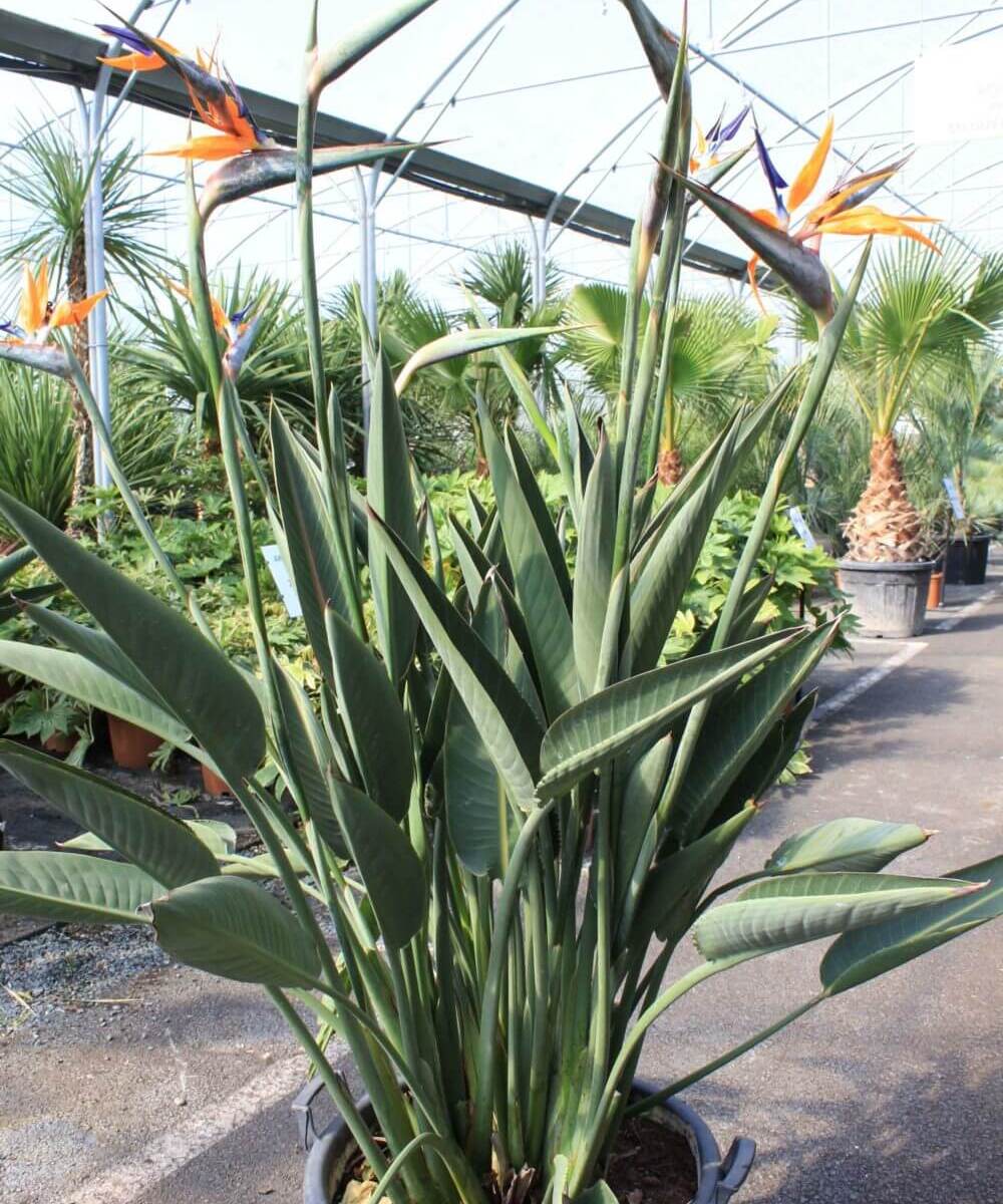 Strelitzia