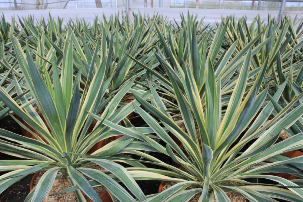 Yucca gloriosa variegata