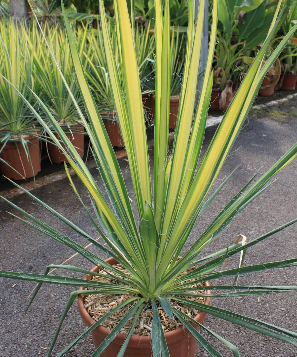 Yucca golden world