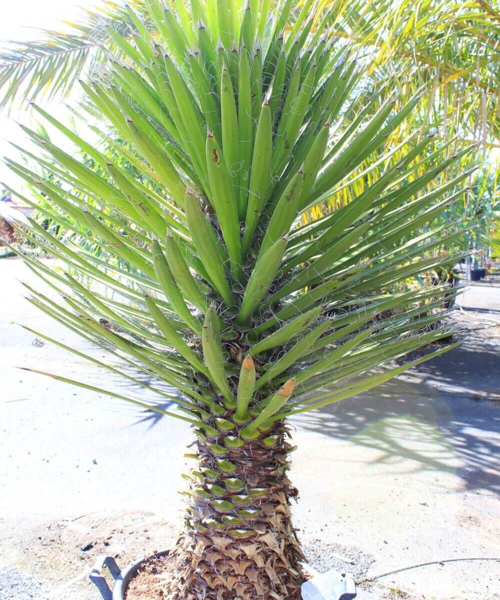 Yucca australis