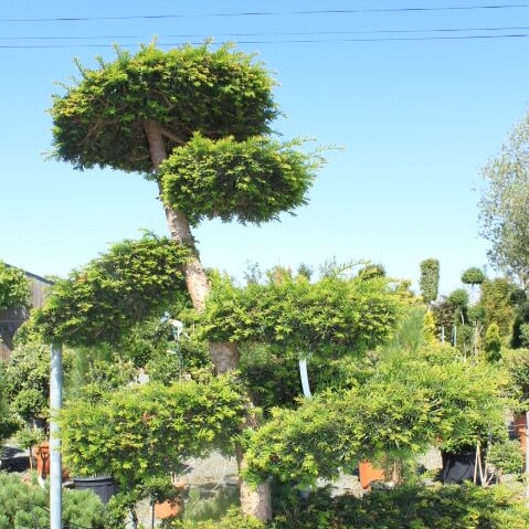 Taxus baccata