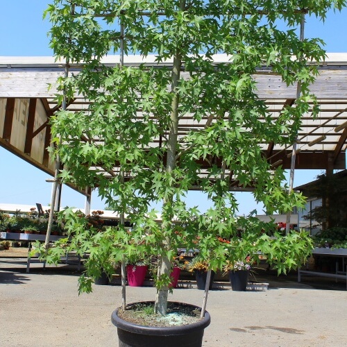 Liquidambar palissé