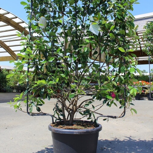 Photinia serrulata red robin palissé