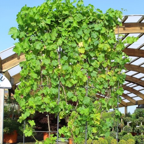 Vitis Vigne de table palissée 1.80mx1.20m