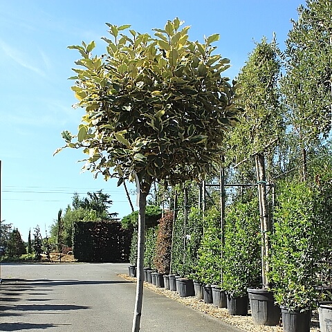 Eleagnus gilt edge 1/2 tige