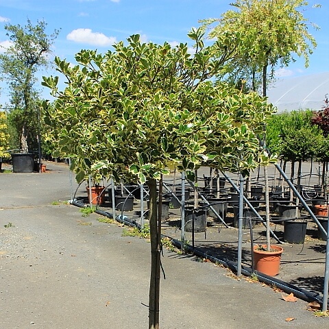 Ilex aquifolium variegata 1/2 tige