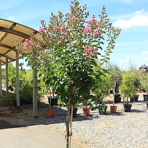 Lagerstroemia 1/2 tige