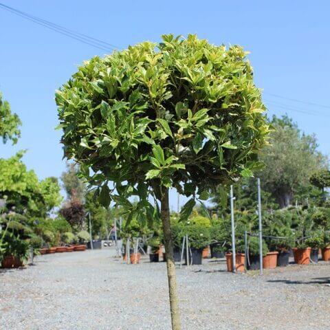 Osmanthus heterophylla 1/4 tige