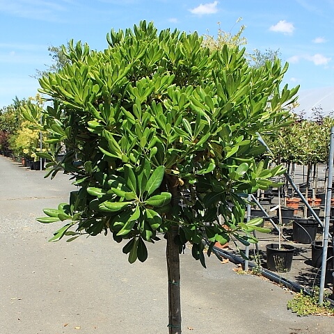 Pittosporum tobira 1/2 tige