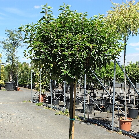 Prunus lusitanica 1/2 tige