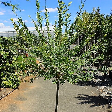 Salix integra hakuro nishiki 1/2 tige