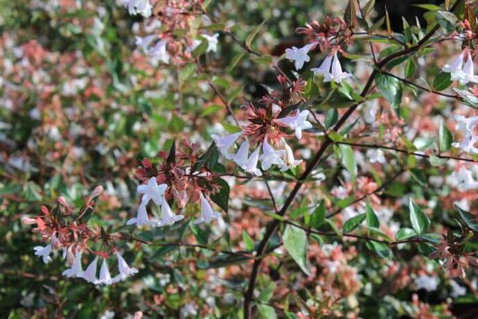 Abelia grandiflora