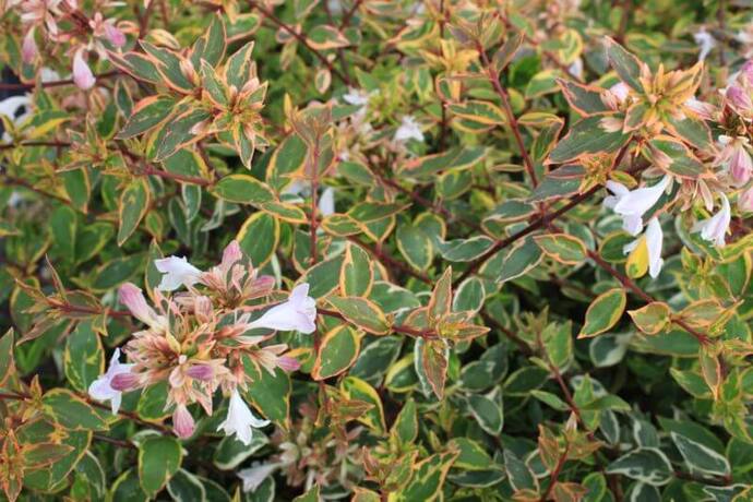 Abelia kaleidoscope