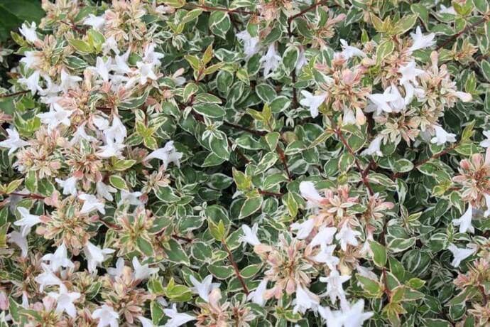 Abelia sparkling silver