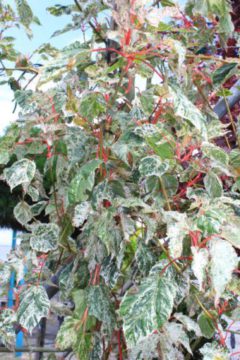 Acer conspicum red flamingo