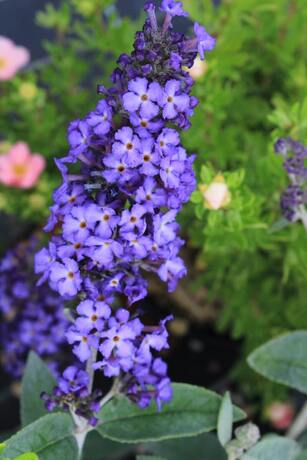 Buddleia blue haven