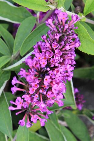 Buddleia free petite tutti frutti