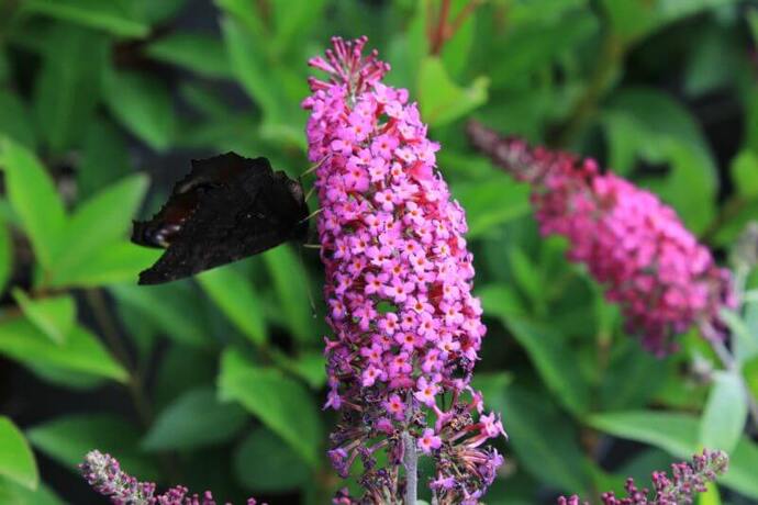 Buddleia miss ruby