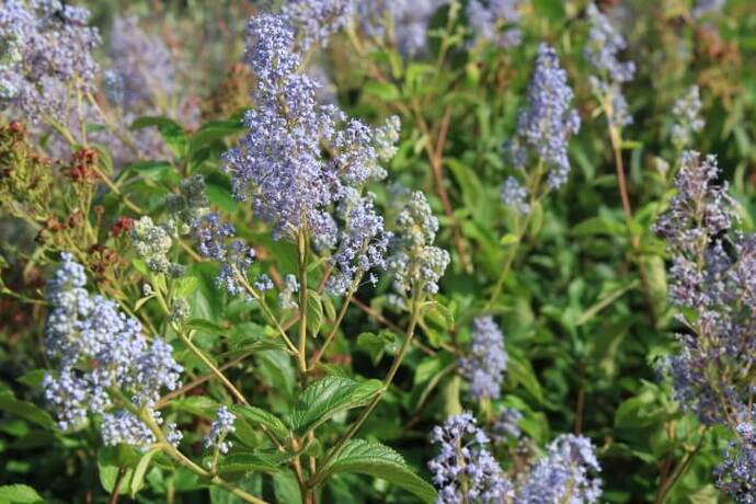 Ceanothus delilianus gloire de versailles