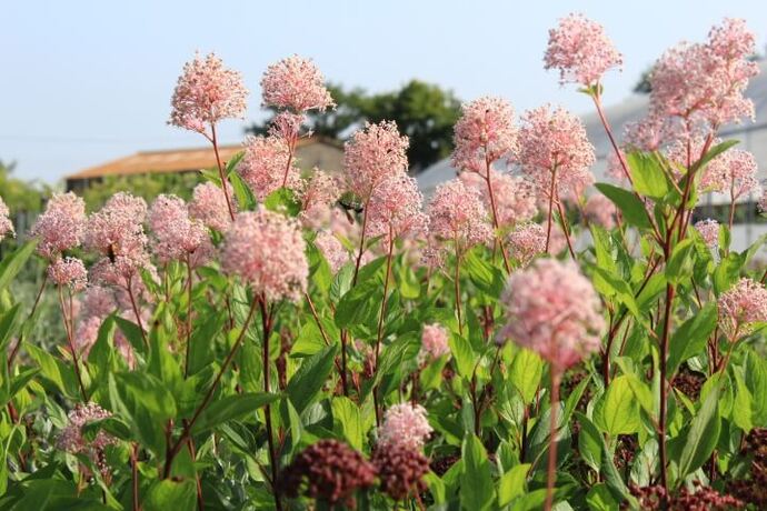 Ceanothus marie simon