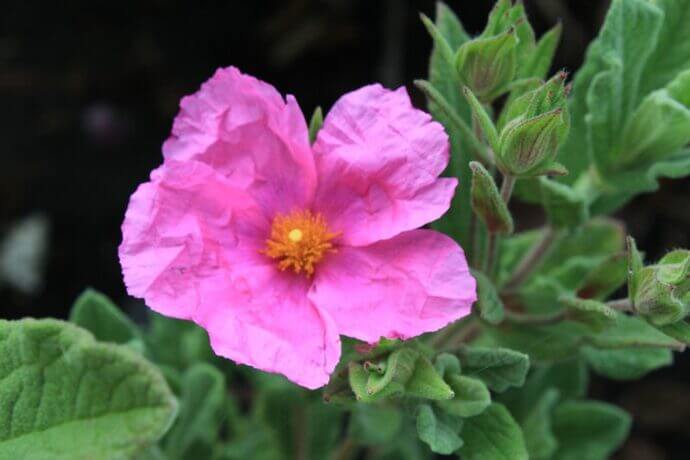 Cistus pulverulentus sunset