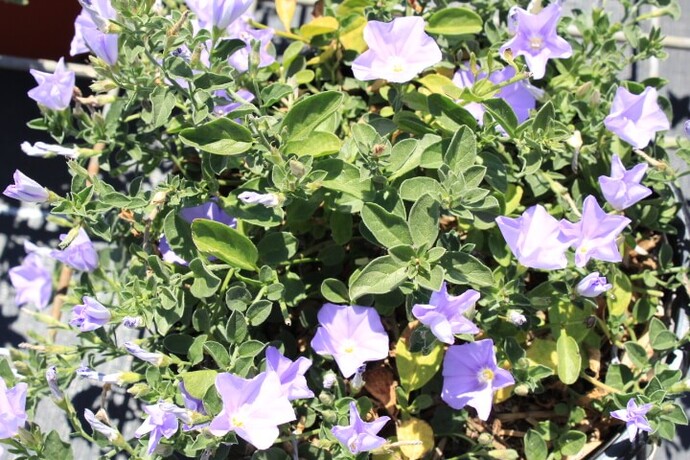 Convolvulus sabiatus compactus