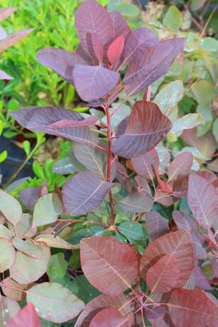 Cotinus grace