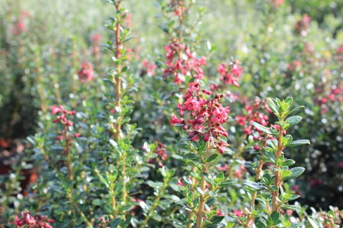 Escallonia coccinea