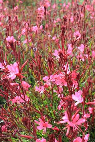 Gaura gambit rosea