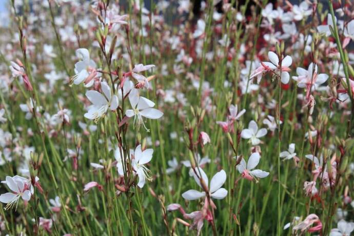 Gaura gambit white